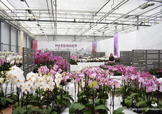 De stand van Hassinger op de locatie van MNP Flowers.